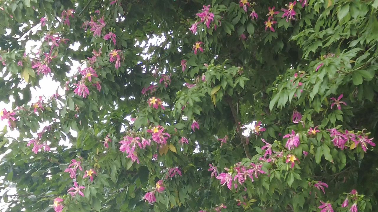 花草植物自然风光实拍 