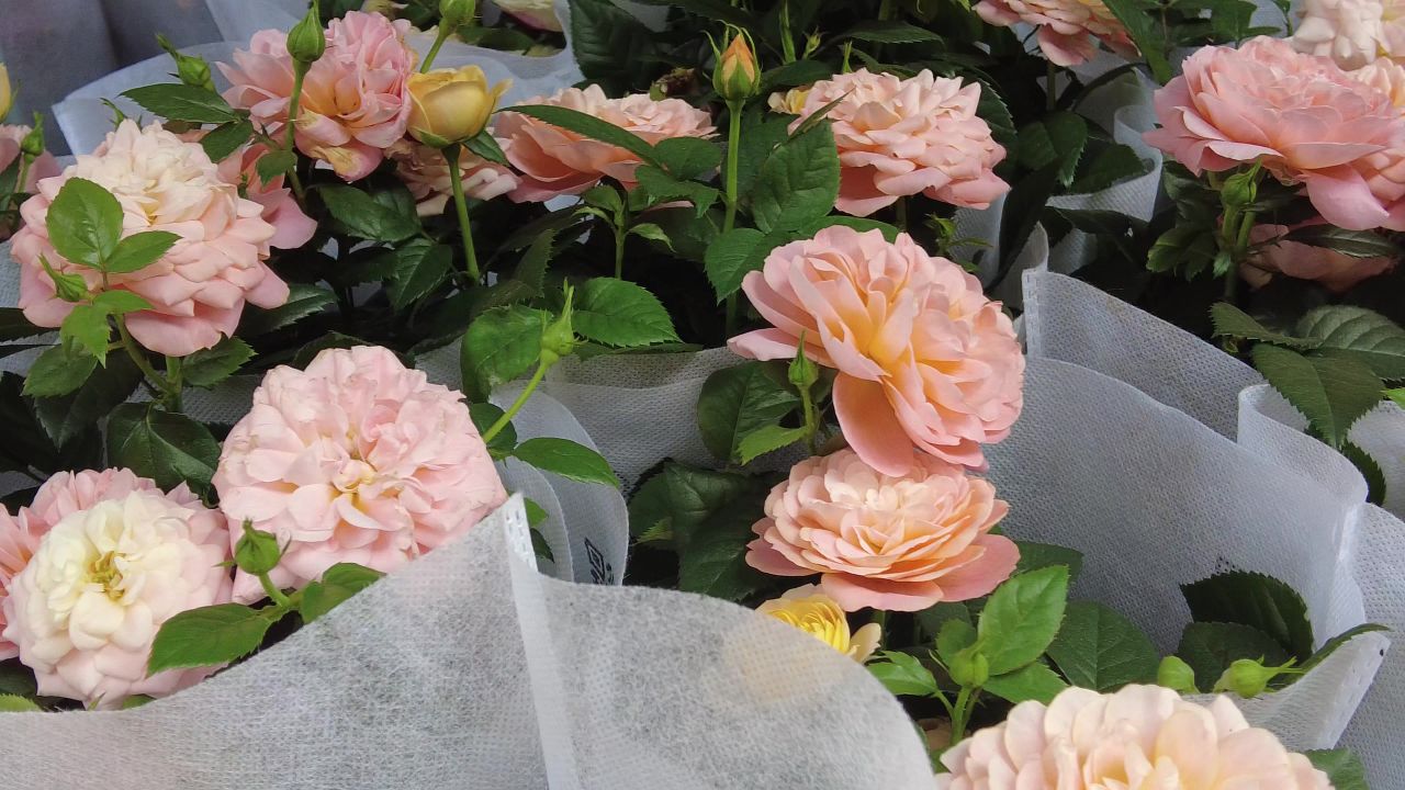 实拍鲜花盛开百花开放花店