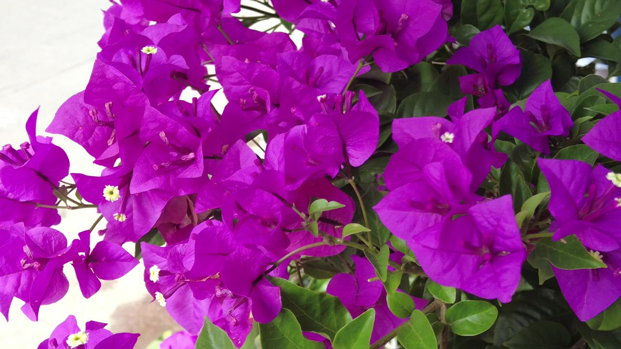 实拍盛开的鲜花三角梅 