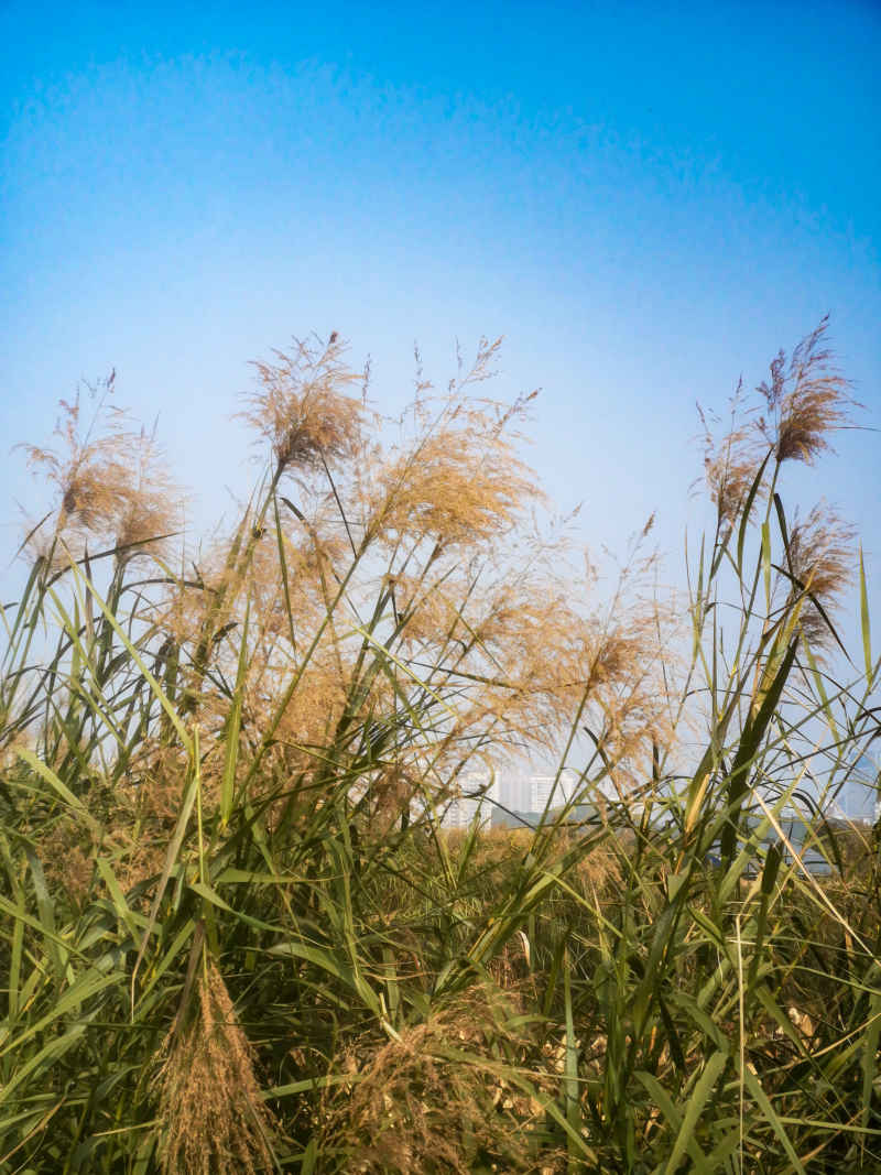 秋天芦苇野草植物摄影图 