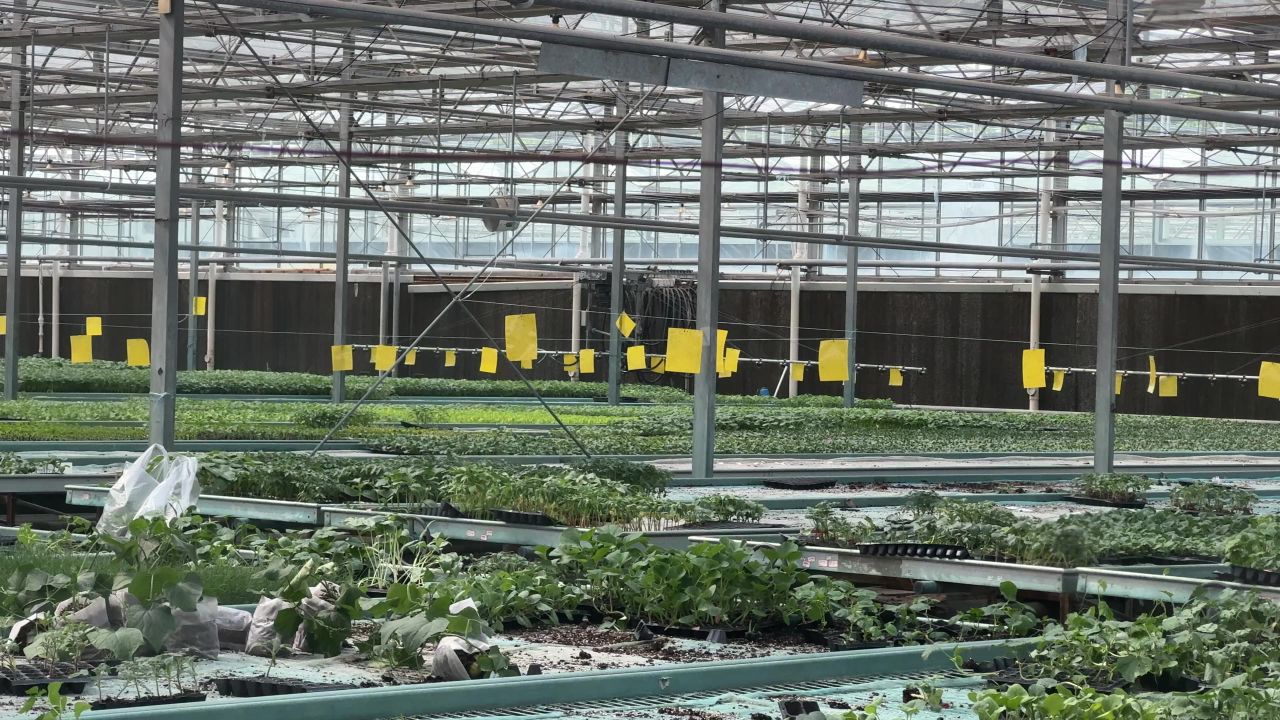 河南农业科学院大棚栽培植物