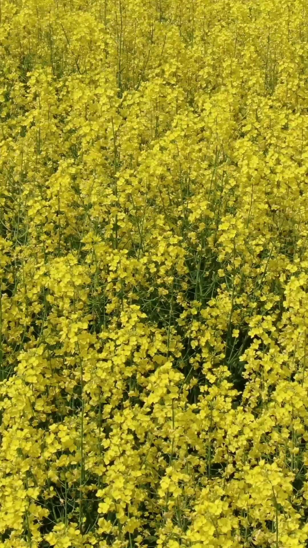 油菜花特写竖屏航拍 