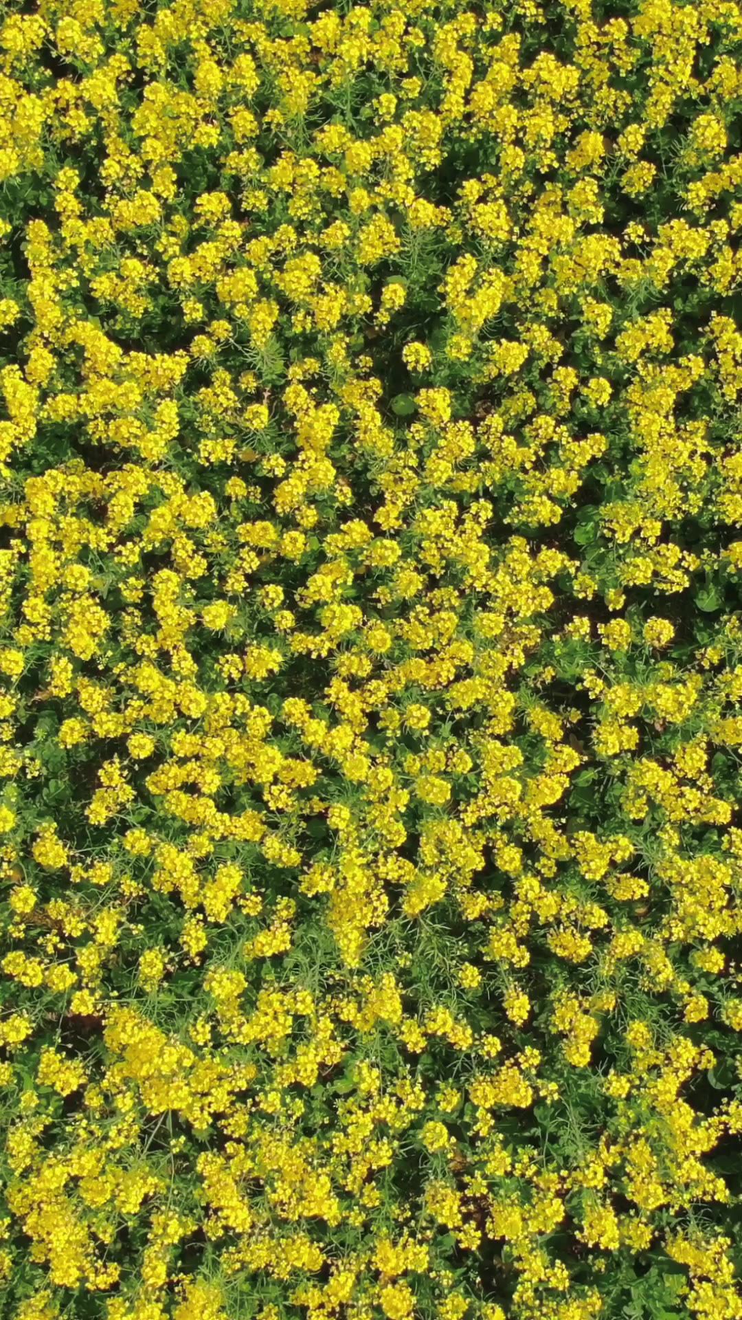 油菜花特写竖屏航拍