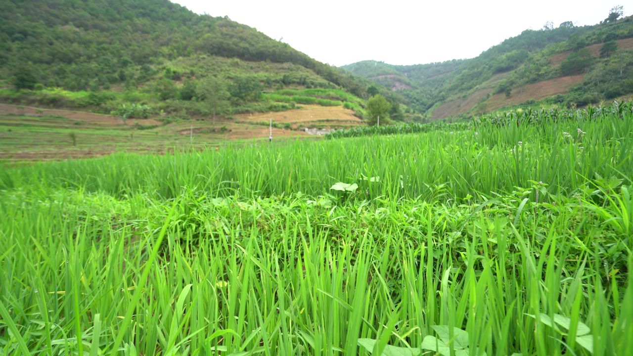 稻田