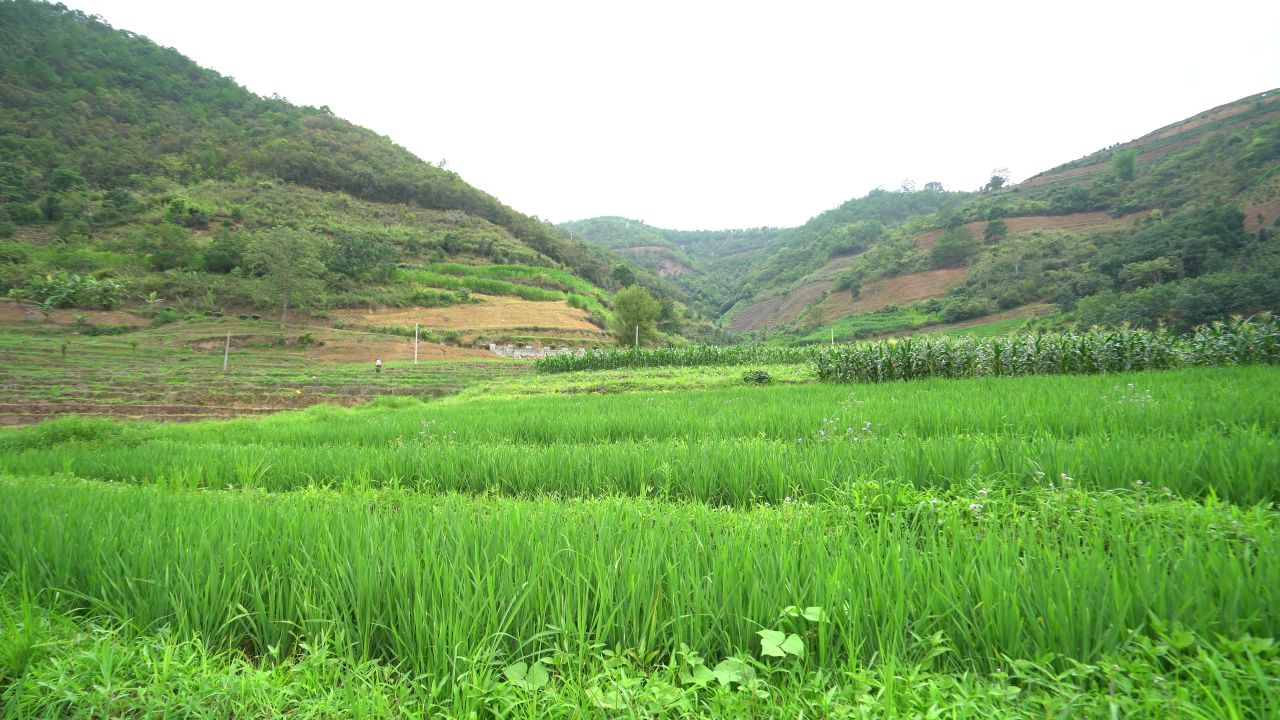 稻田