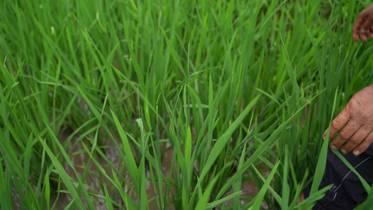 稻田