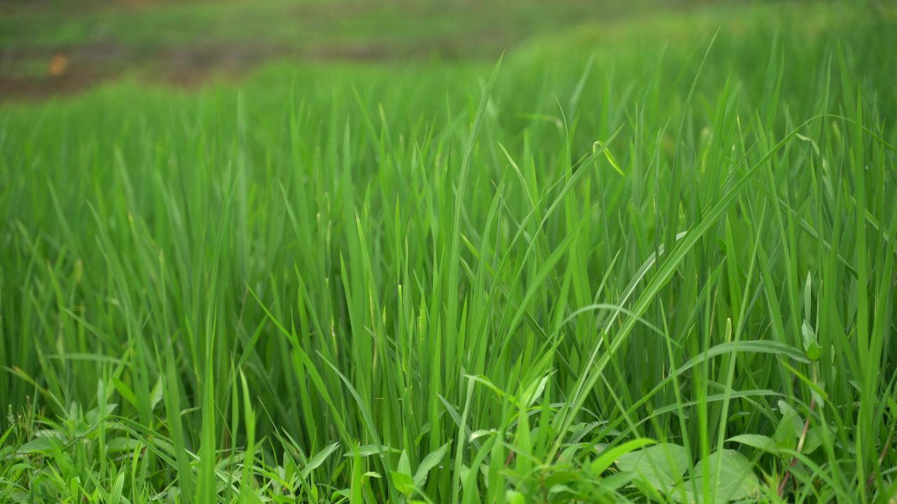 稻田