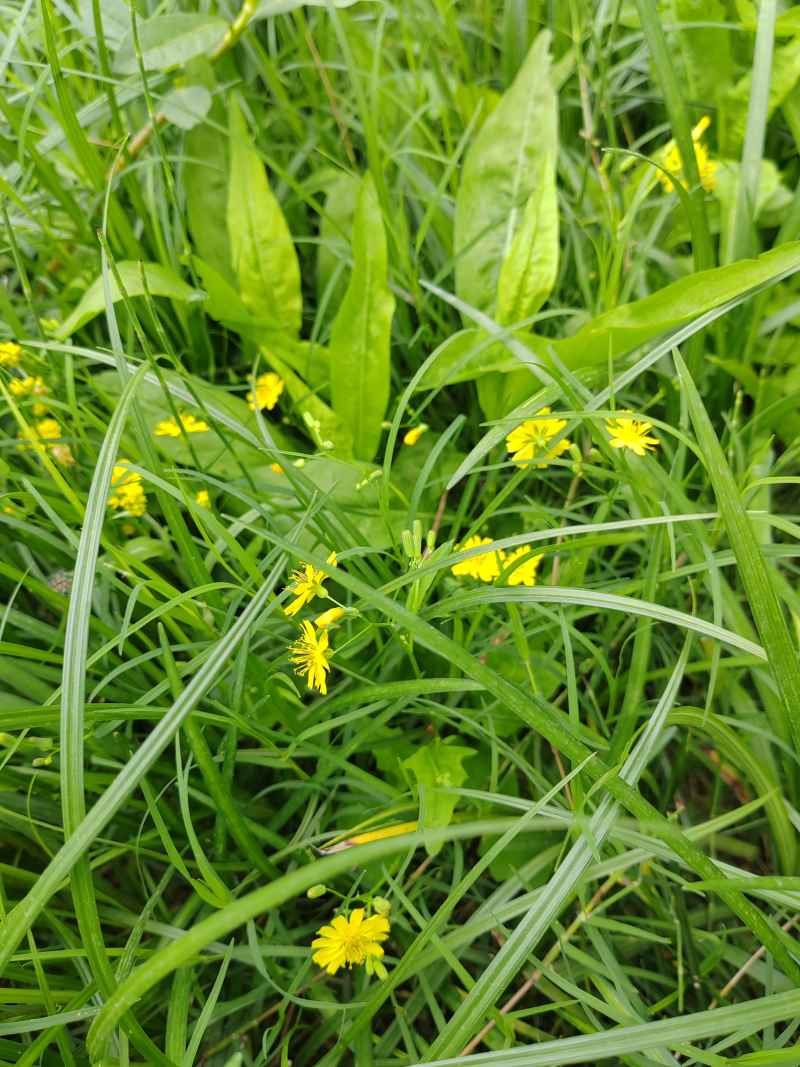 草中花