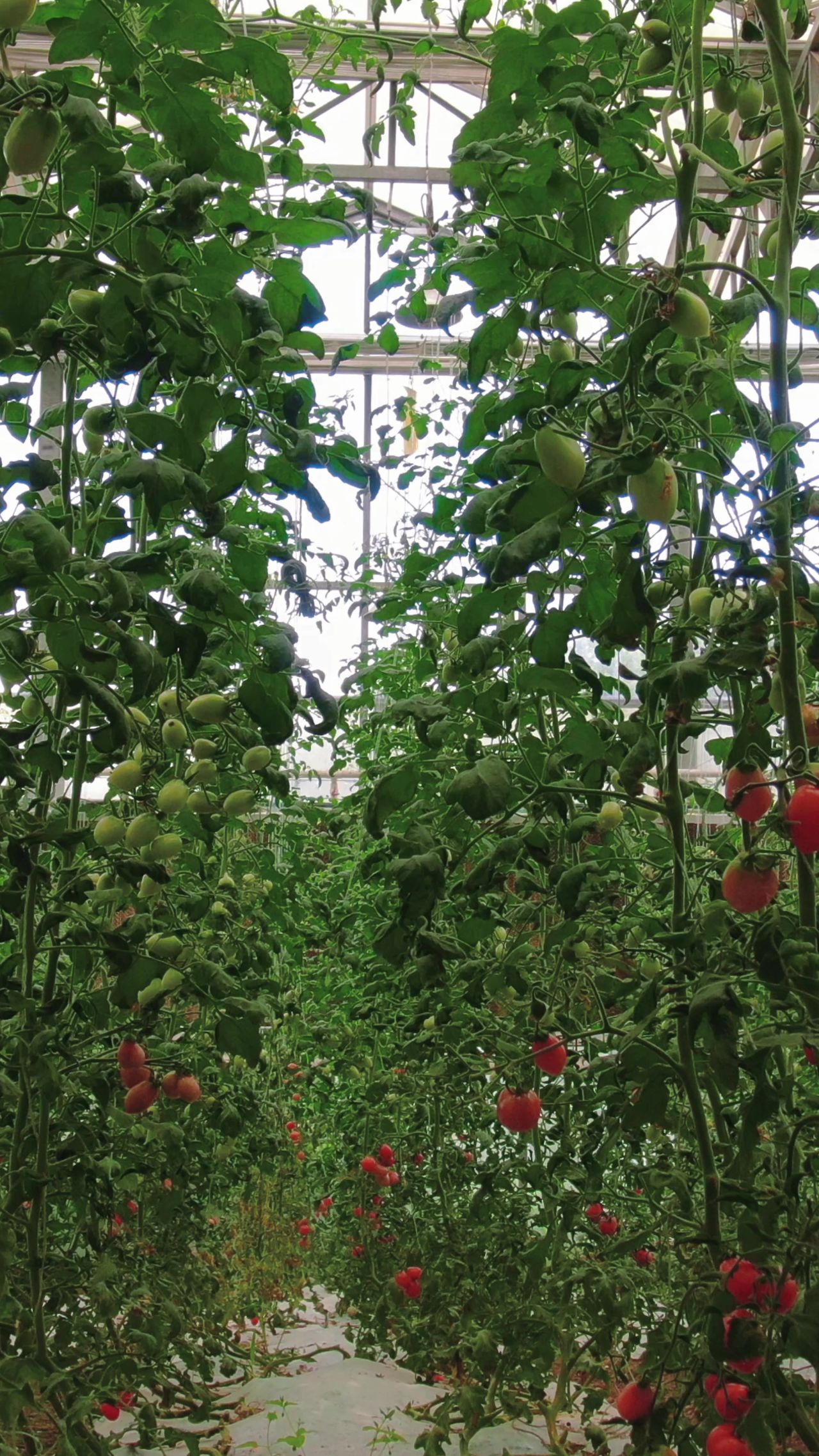 现代农业西红柿蔬菜种植竖屏