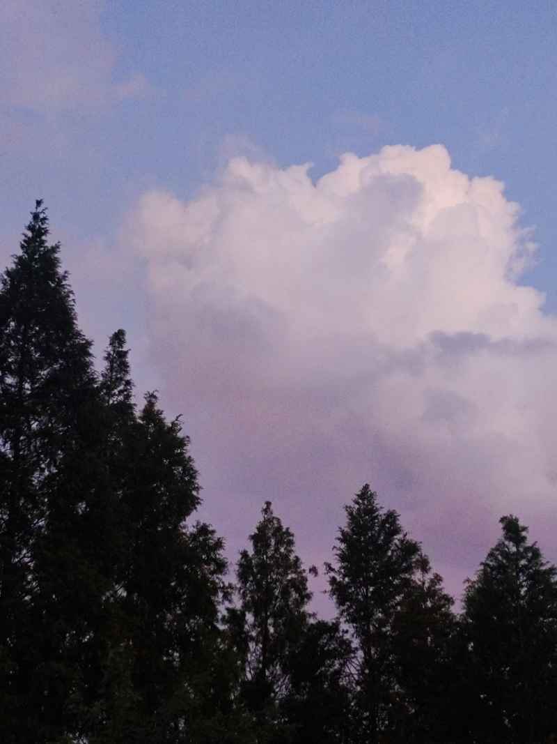 树林与天空