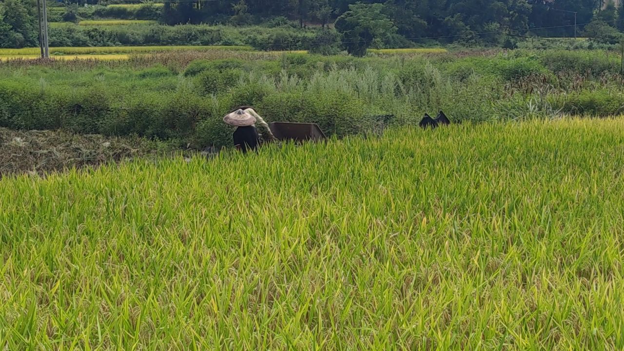  农业种植水稻实拍 