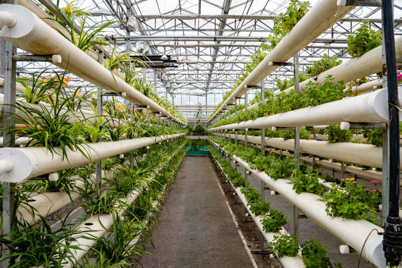 现代农业种植有机蔬菜摄影图
