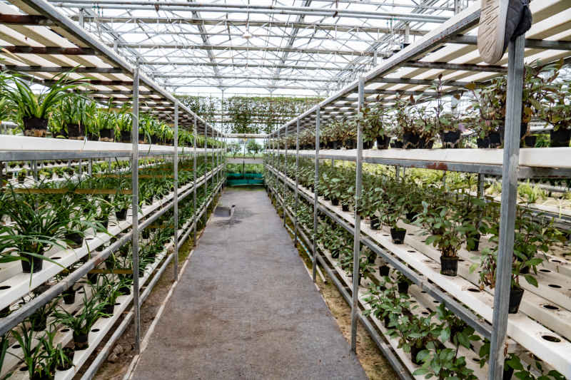 现代农业种植有机蔬菜摄影图
