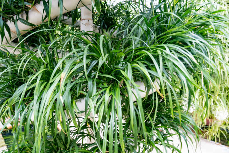 现代农业种植有机蔬菜摄影图