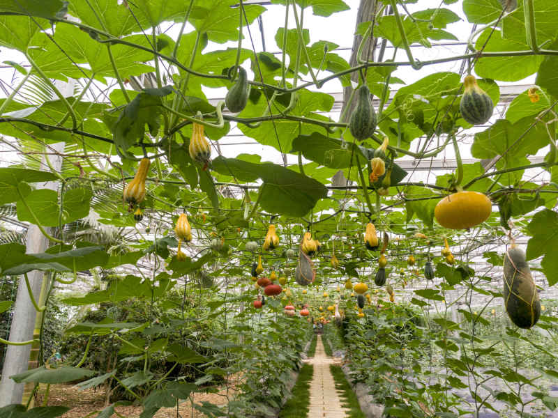 绿色有机大棚农业种植蔬菜