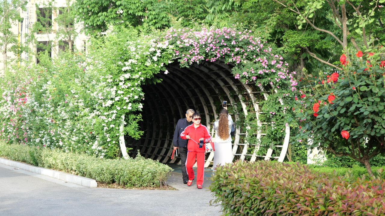 月季花 3