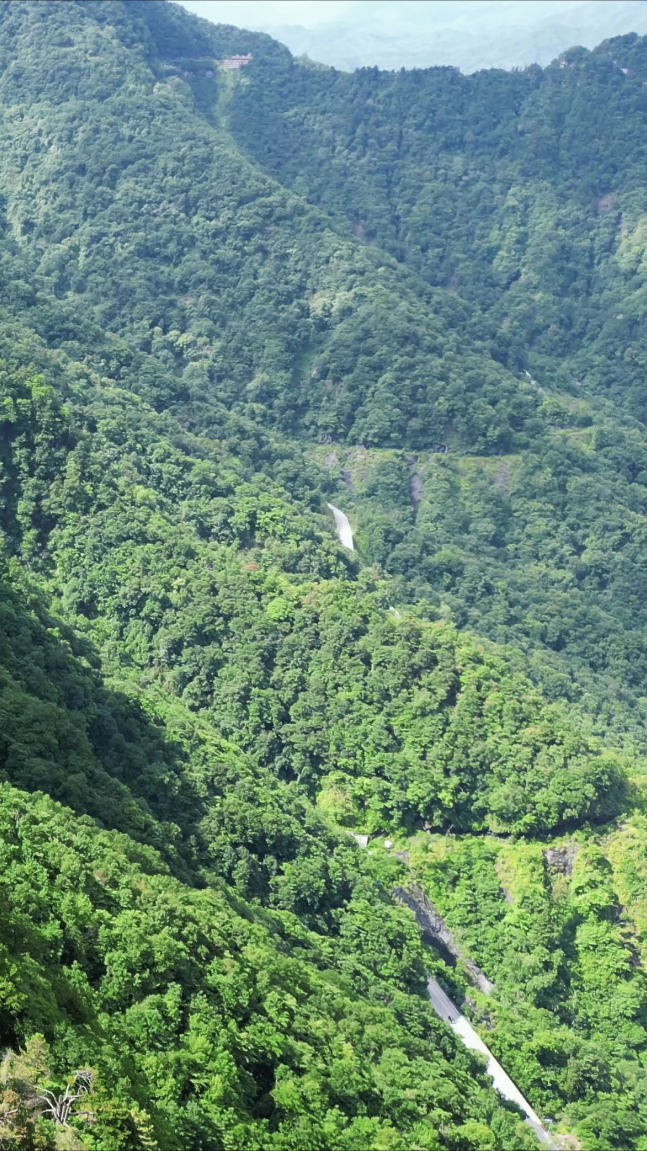 航拍湖北神农架原始森林