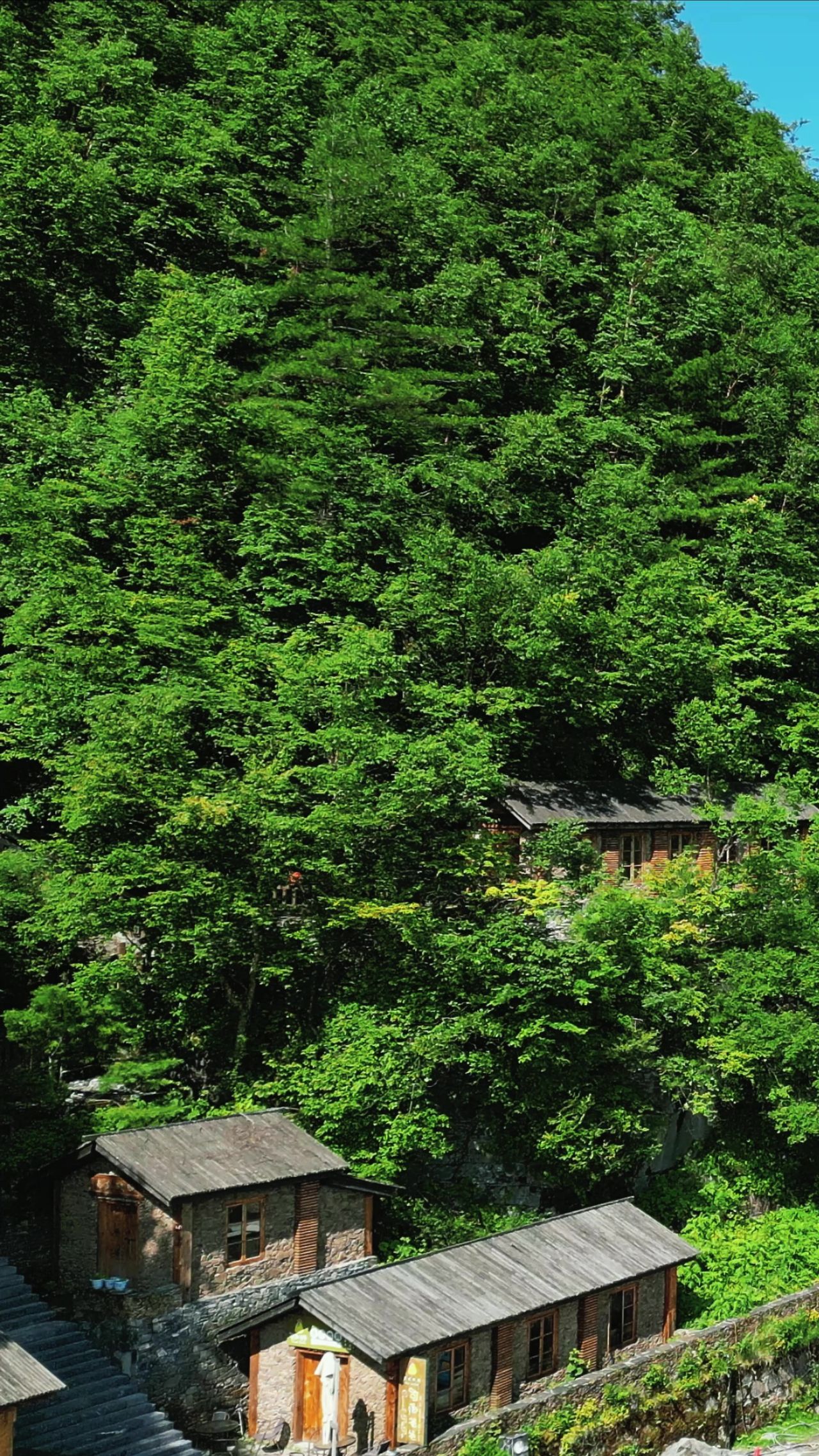 航拍湖北神农架原始森林