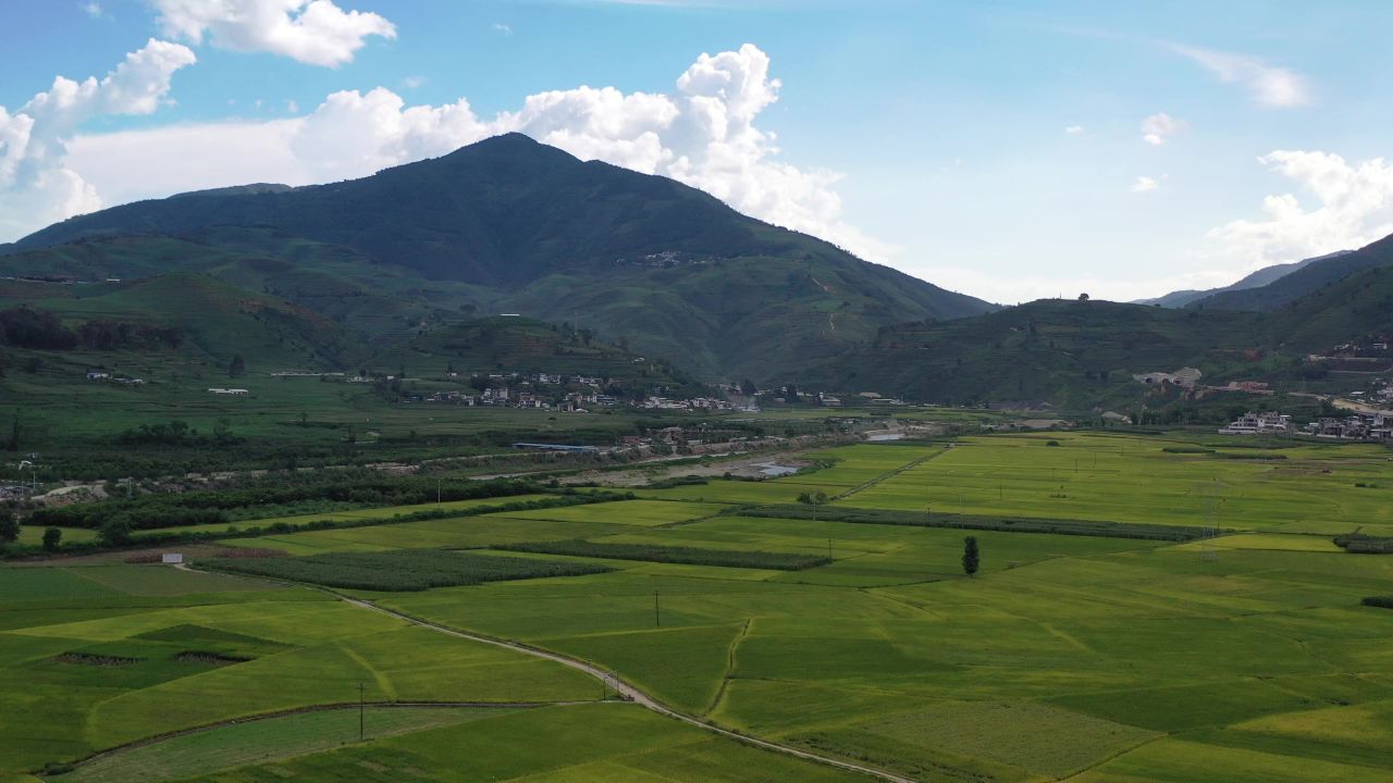 城市、稻田 5
