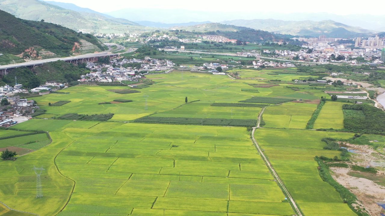 城市、稻田 8