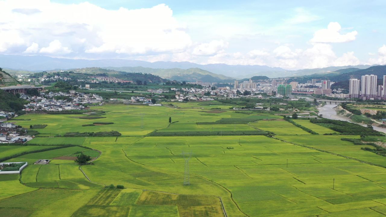 城市、稻田 9