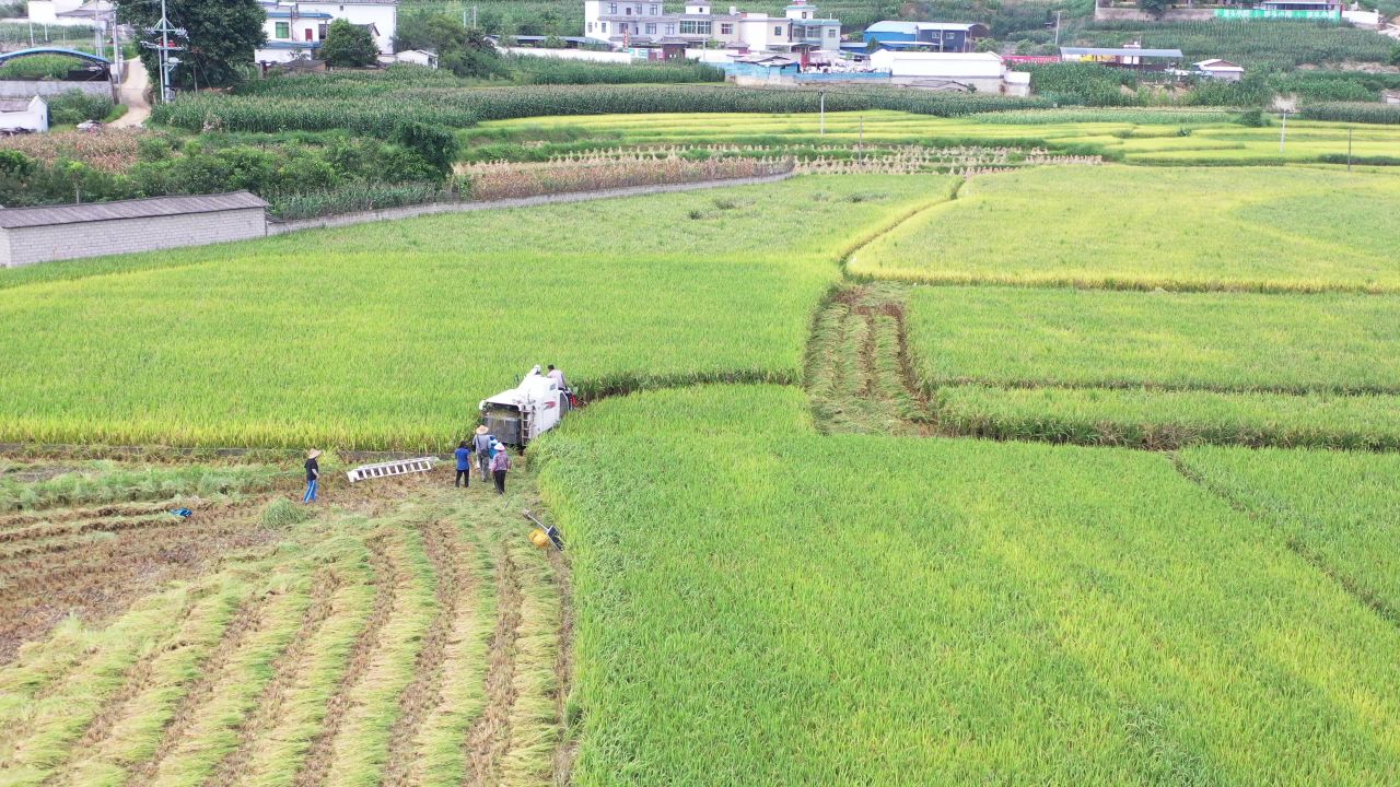 城市、稻田 13