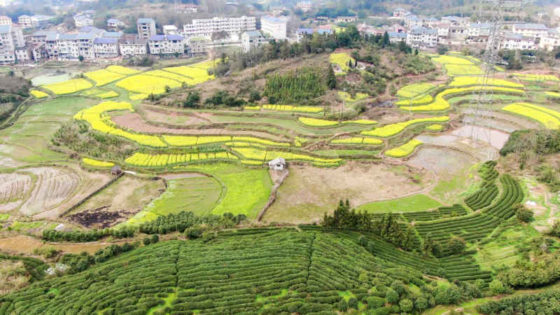 茶叶 茶园 种植 基地 航拍