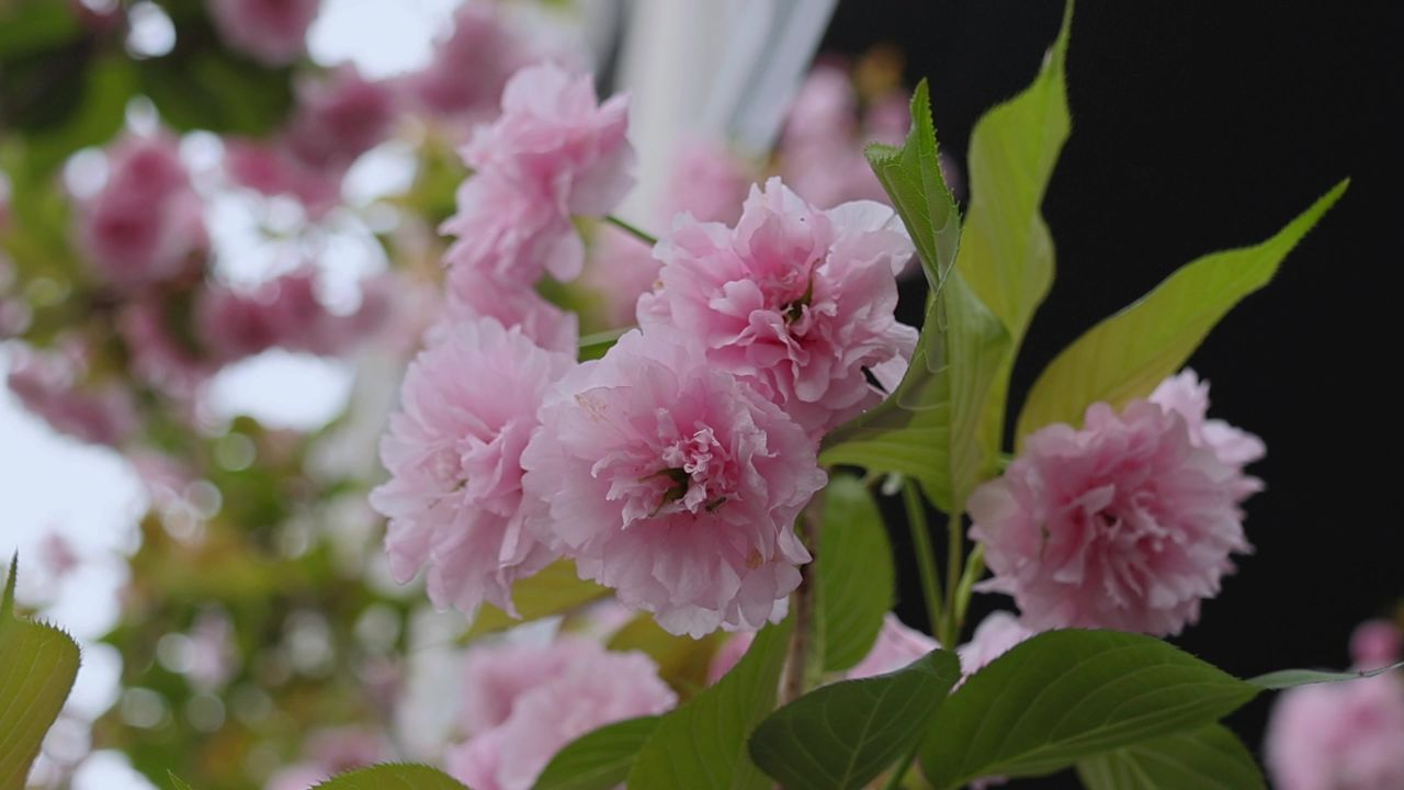 春天盛开的樱花 2