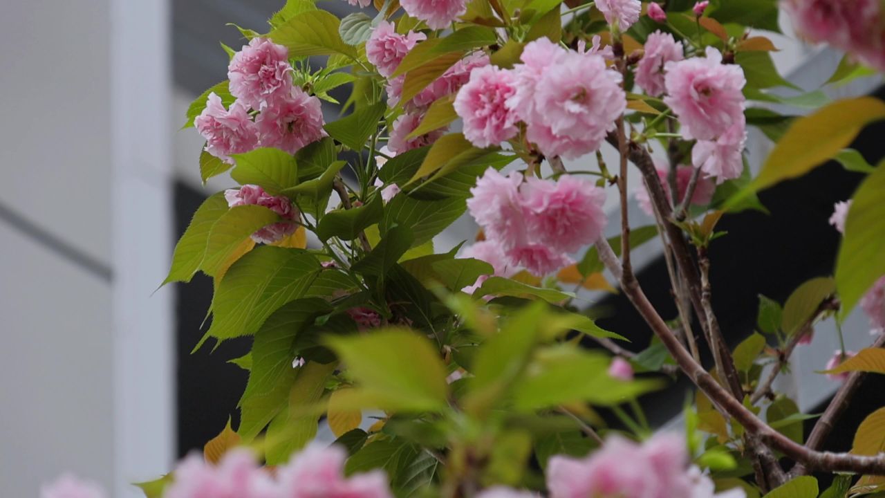 春天盛开的樱花 3