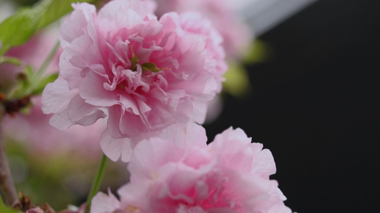 春天盛开的樱花 7