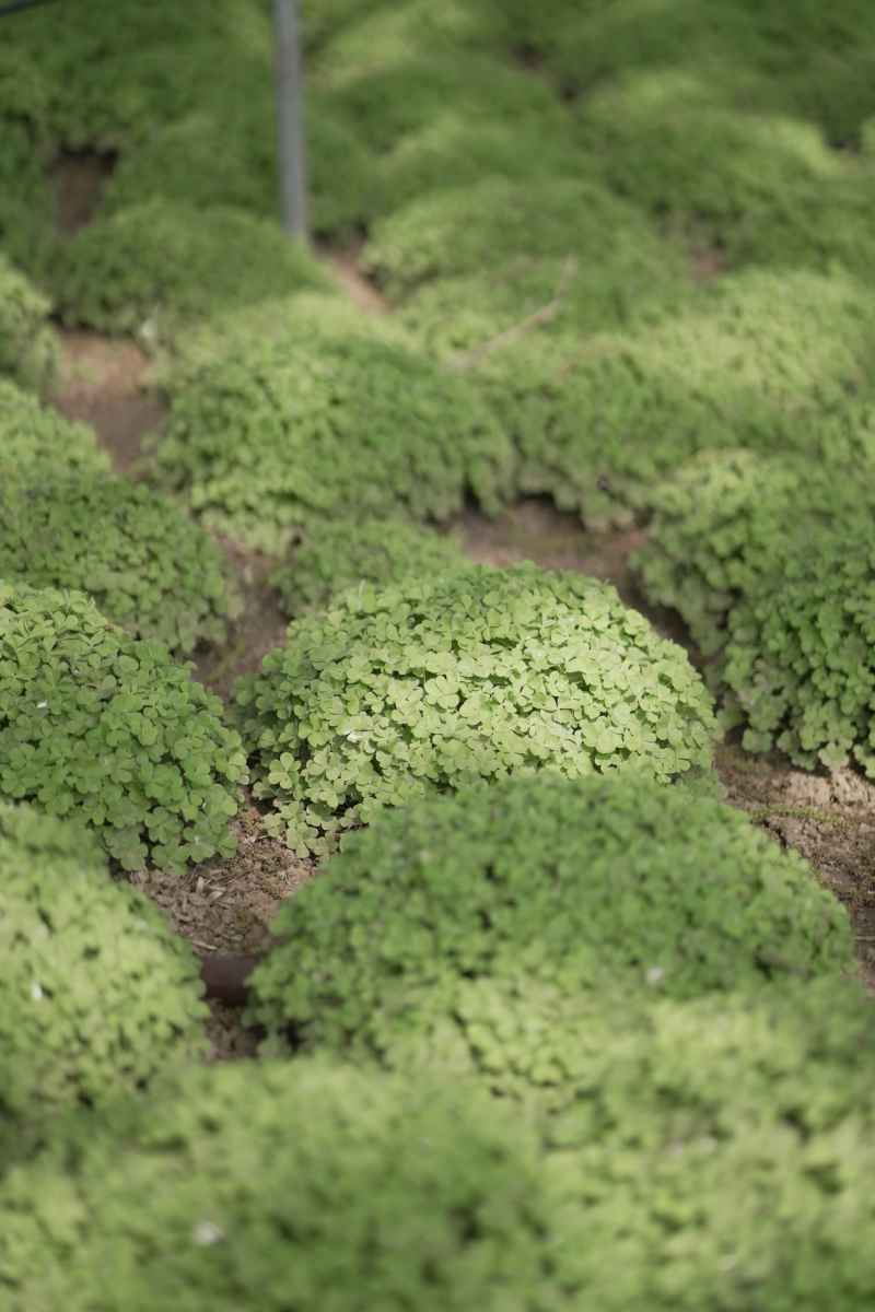 草堆
