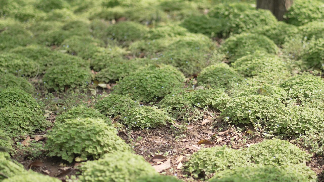 洛阳国花园植物花朵特写大虚化