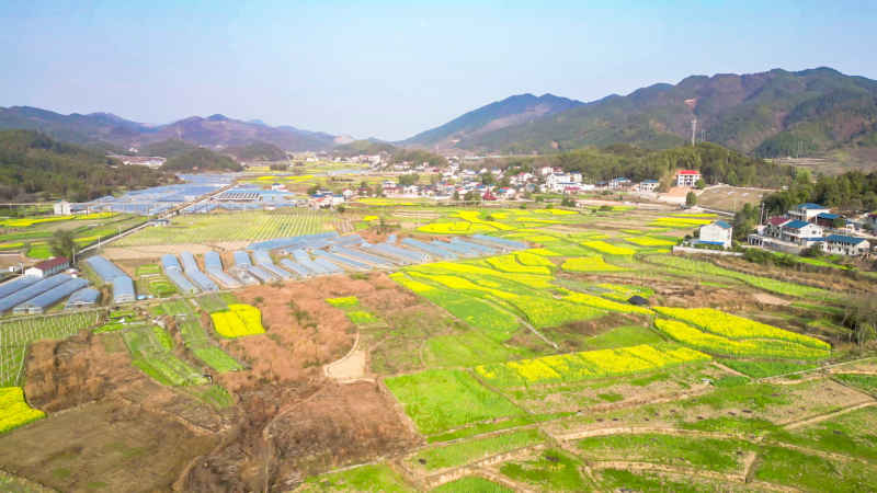 农业种植农田油菜花农作物航拍