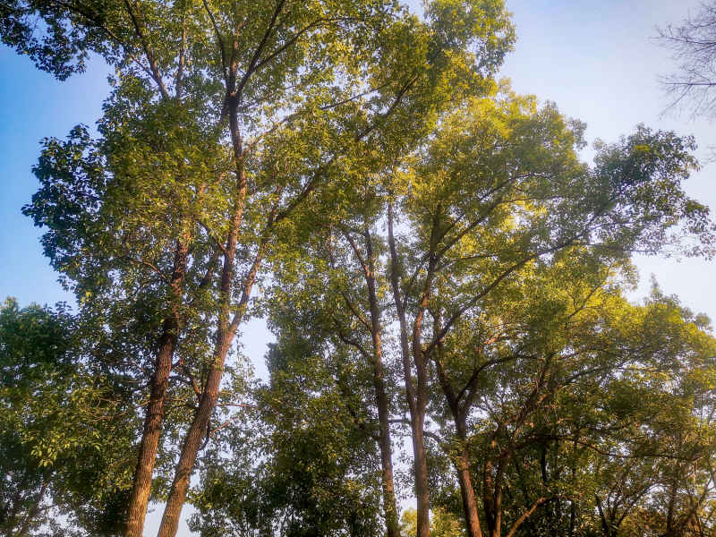 湖南省植物园各种植物摄影图