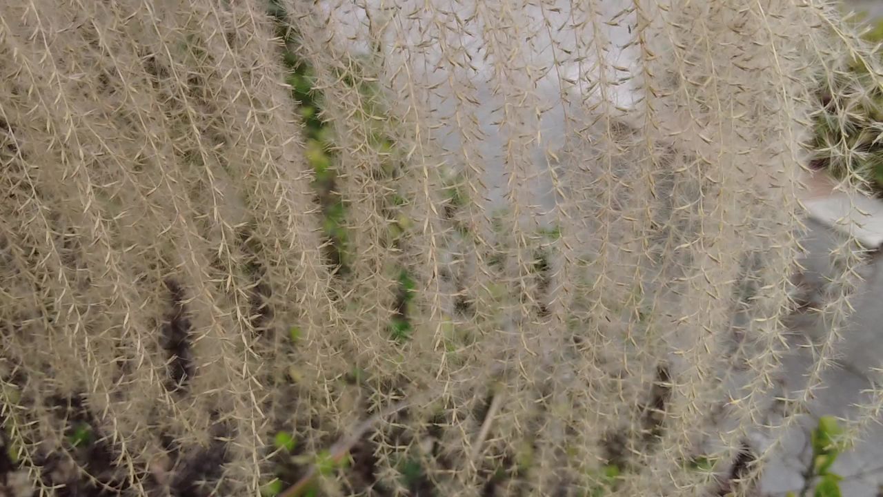 枯萎芦苇植物实拍 