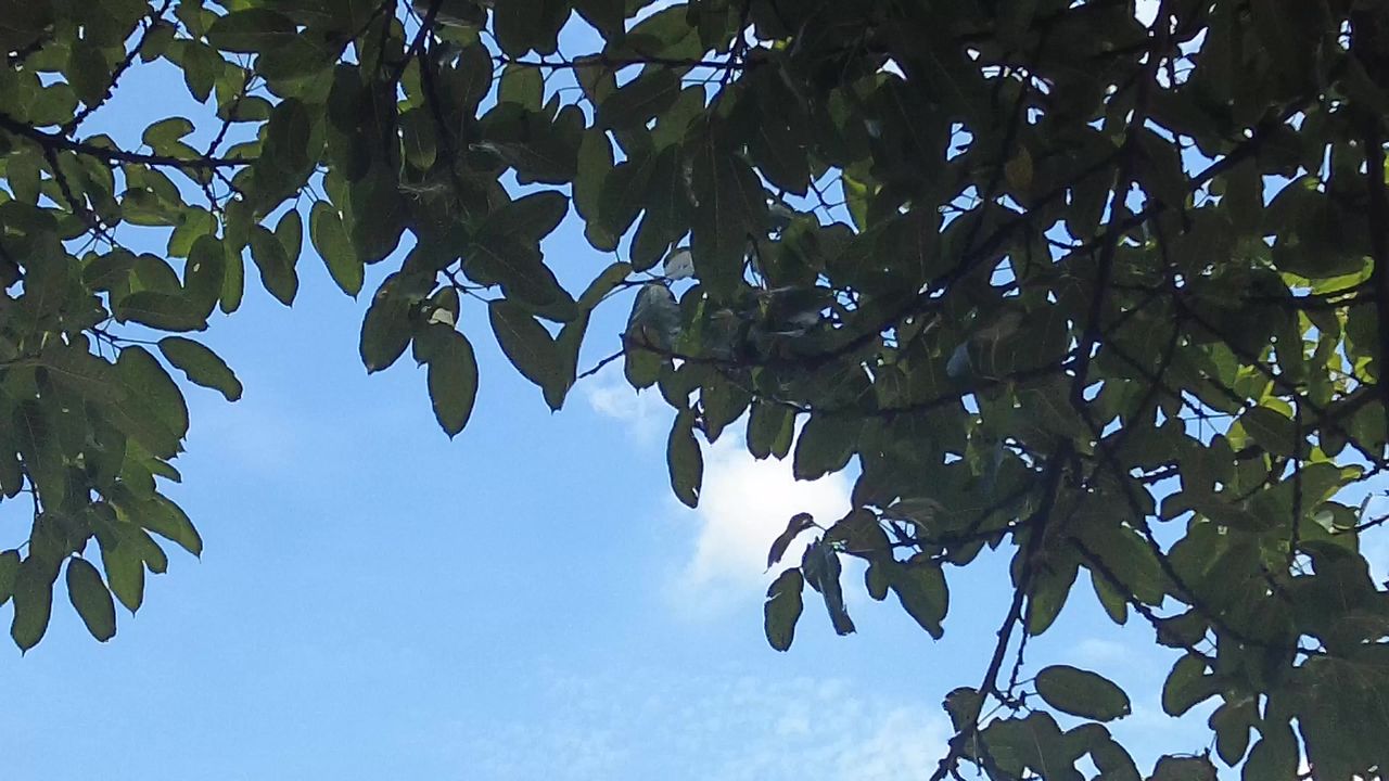 夏日蓝天树枝树叶植物实拍枫叶  