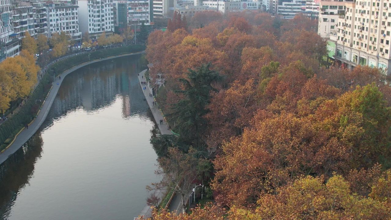 秋天枯黄树枝树叶植物森林城市秋天航拍 