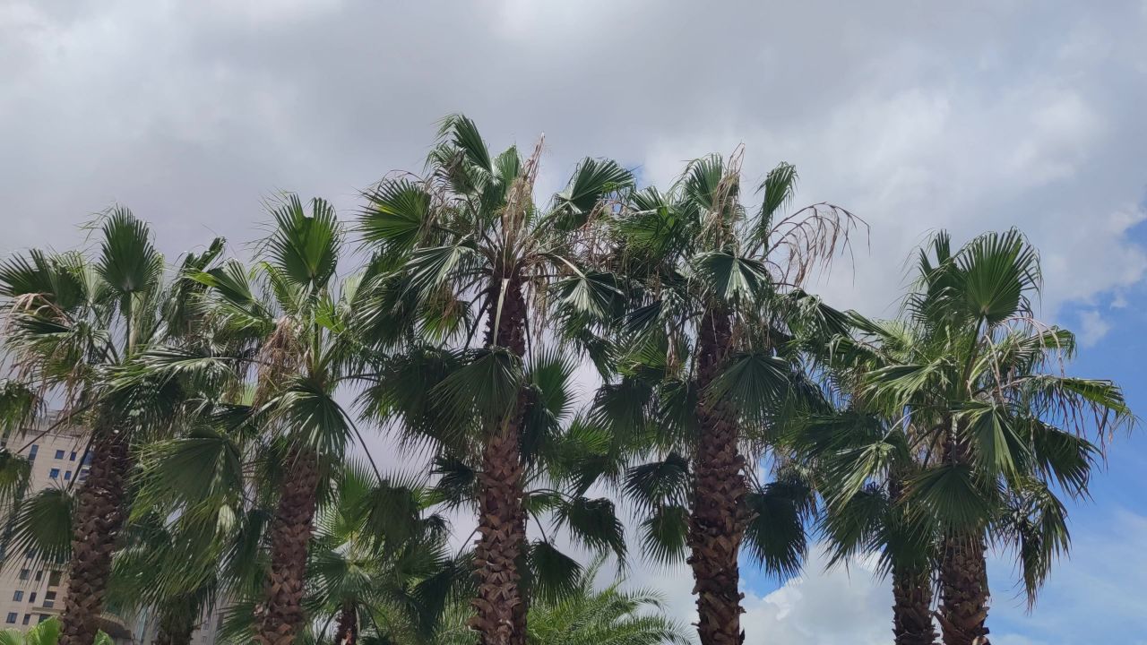 蓝天白云风吹树枝树叶植物实拍  
