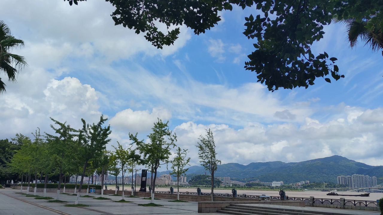 蓝天白云风吹树枝树叶植物实拍  