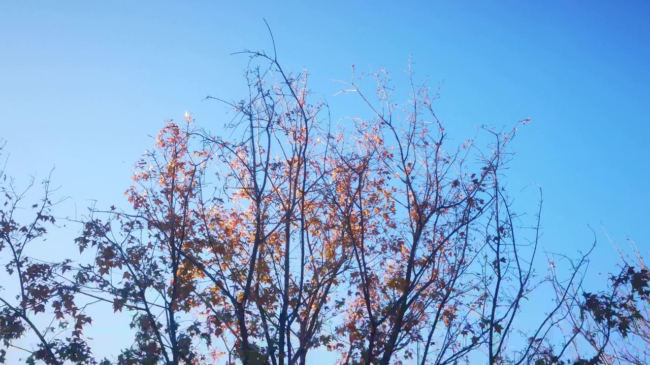 蓝天下 风吹植物 花草 实拍