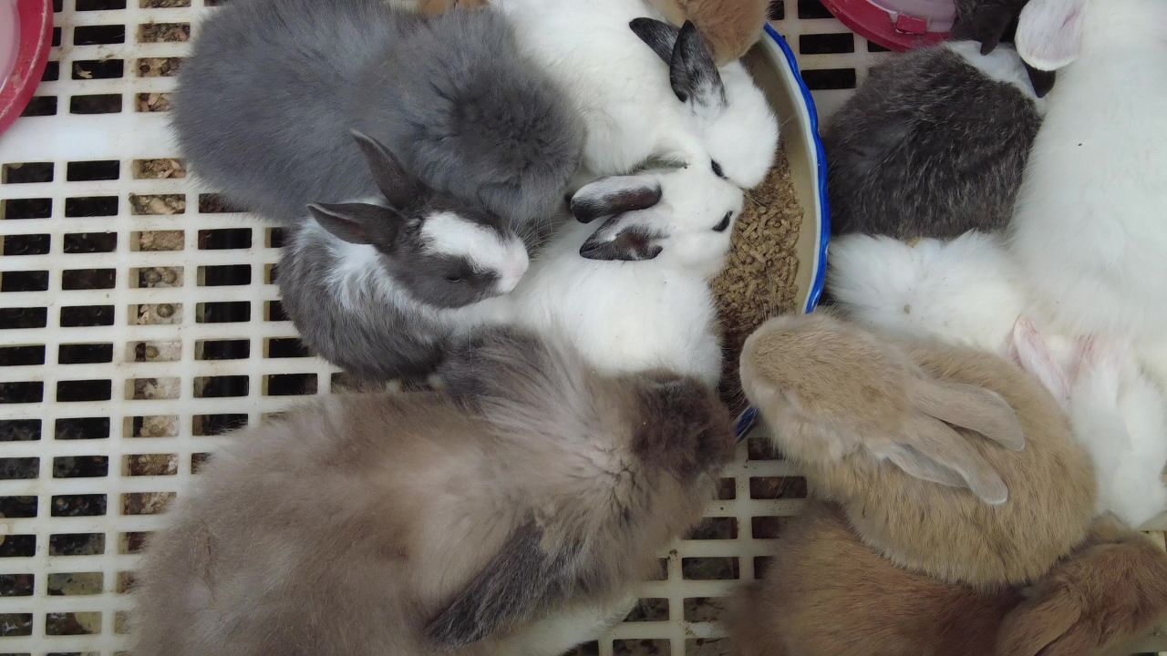 可爱动物 
