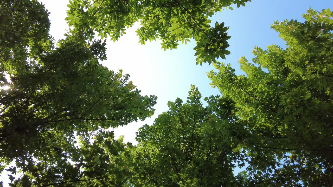 夏日阳光树枝树叶植物鲜花实拍  