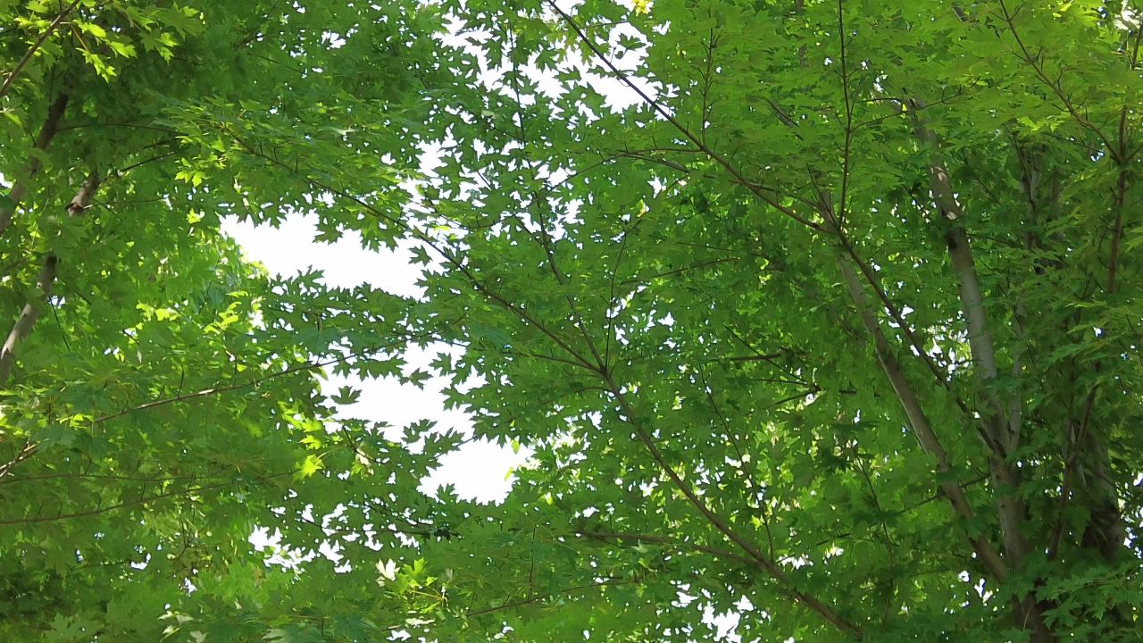 夏日阳光树枝树叶植物鲜花实拍  