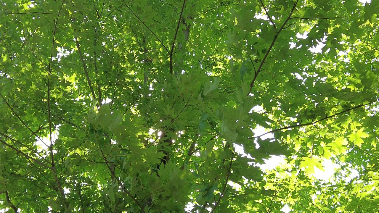 夏日阳光树枝树叶植物鲜花实拍  