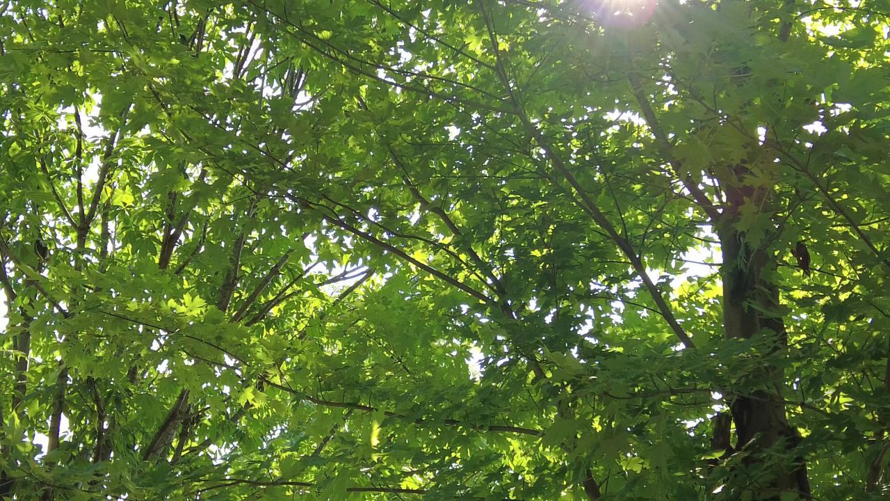 夏日阳光树枝树叶植物鲜花实拍  