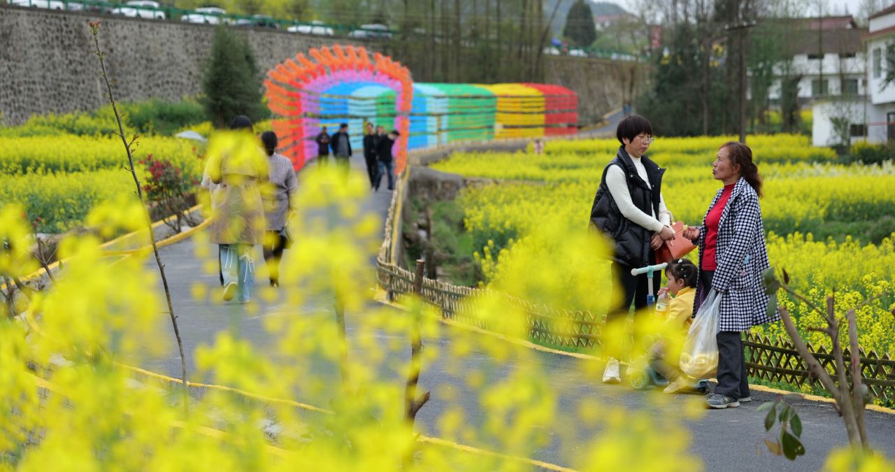 油菜花海 8