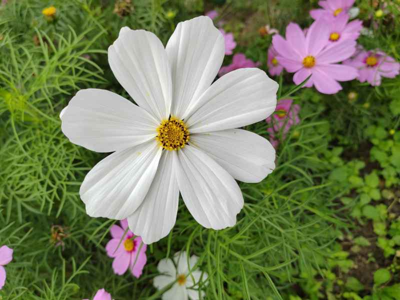花