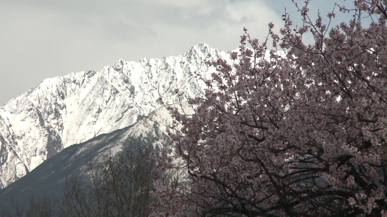 雪山桃花1
