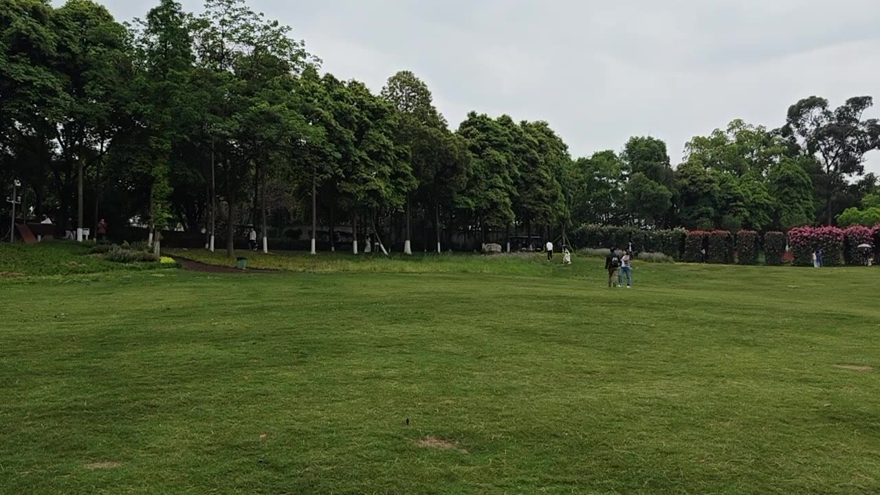 草坪