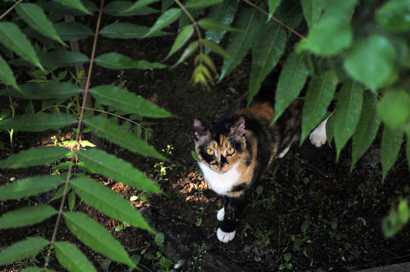 野猫